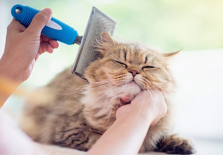 Benefits of Mobile Pet Grooming Services for Busy Pet Owners