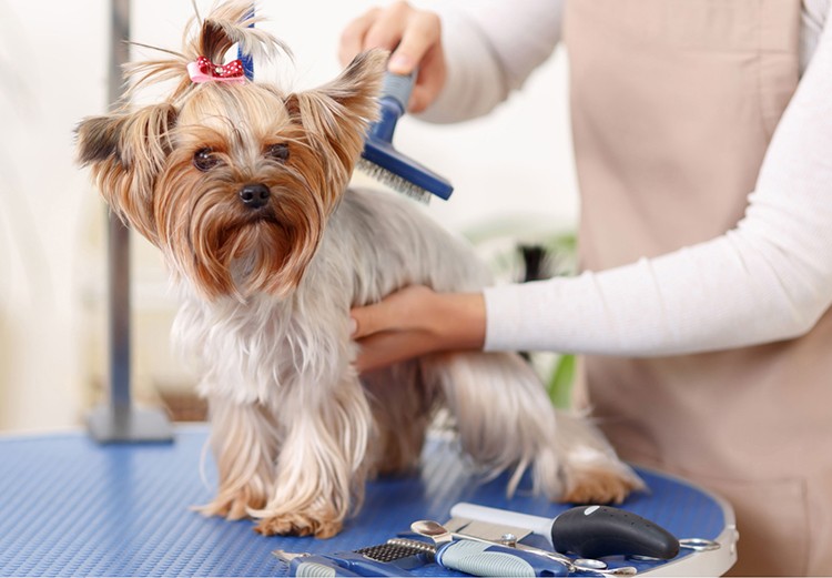 Find The Best Dog Groomer Near You