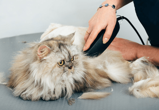 Person grooming a fluffy cat. Mobile Pet Grooming service