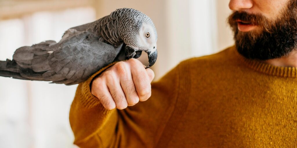 Bird grooming services