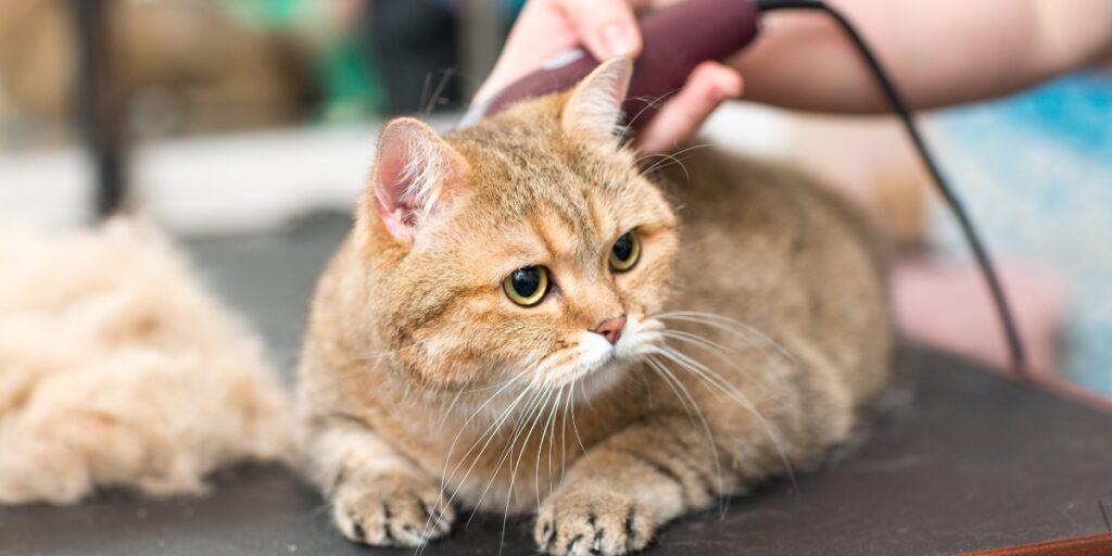 Pet grooming session