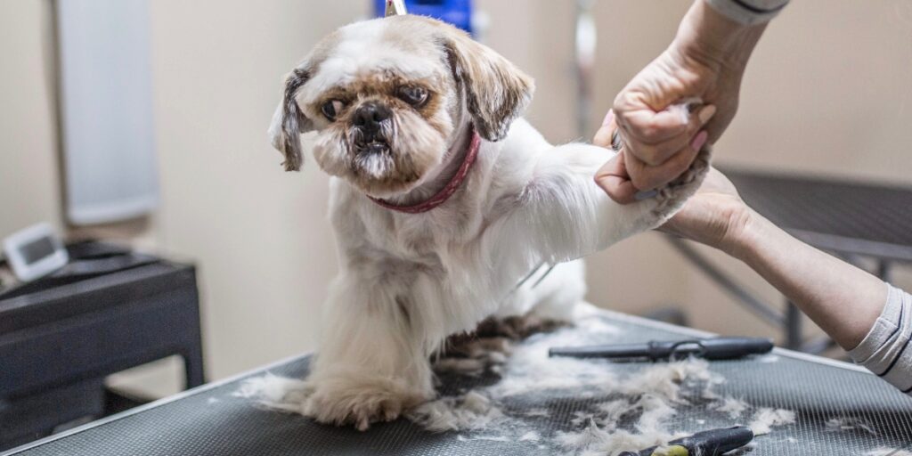 mobile grooming at home