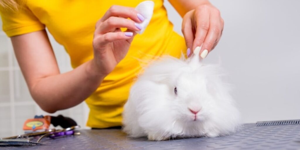 Rabbit grooming services