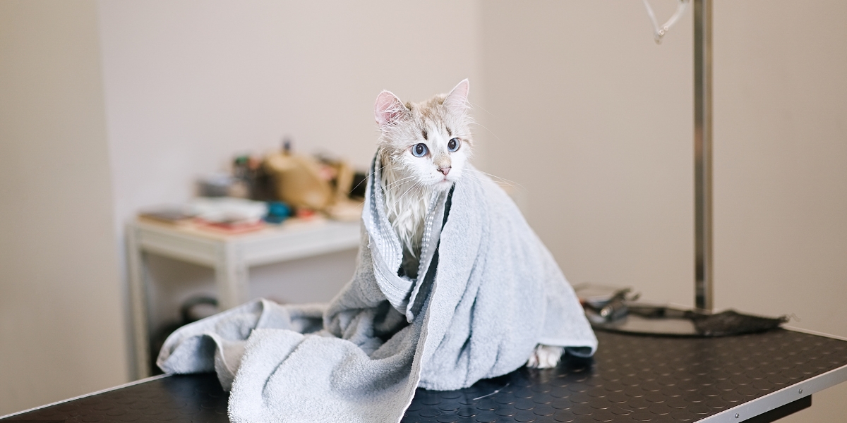 Cat Grooming services