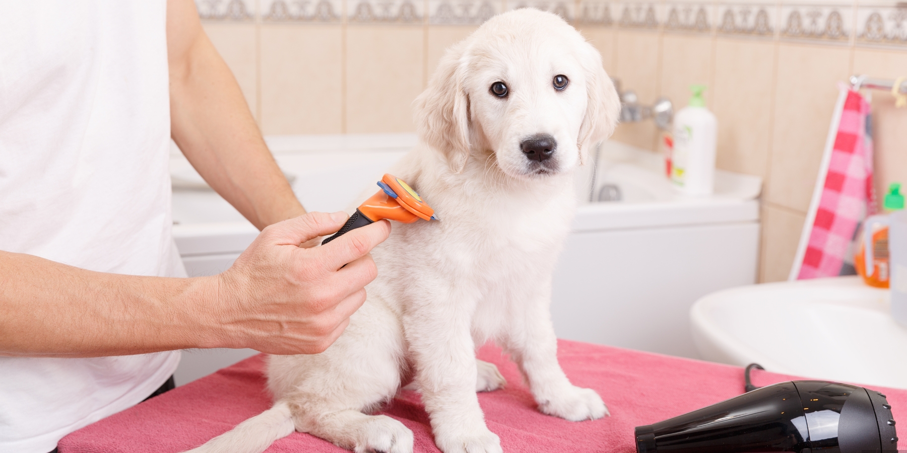 Dog-grooming