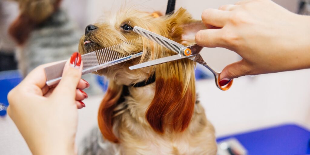 dog grooming