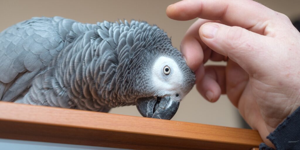 bird Grooming