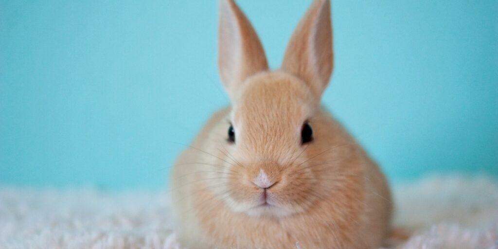 Rabbit grooming