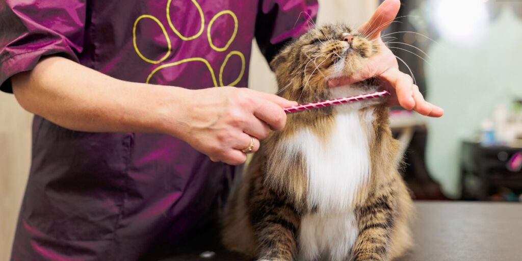 cat grooming