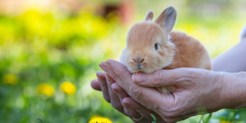 Rabbit Grooming