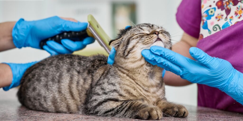 regular grooming