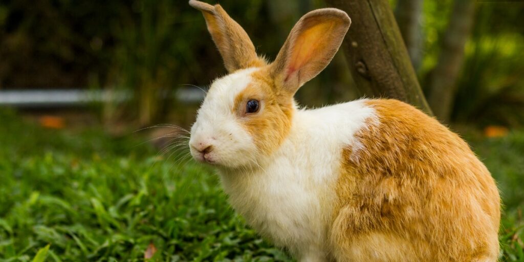 rabbit grooming