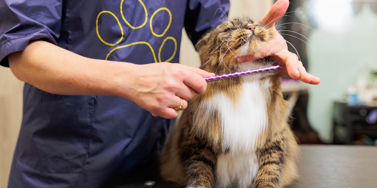 Cat grooming