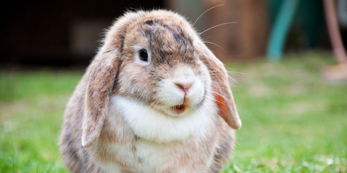 Rabbit