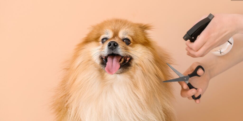 dog grooming