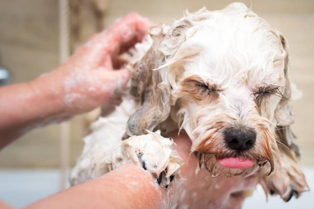 Dog Grooming Abu Dhabi