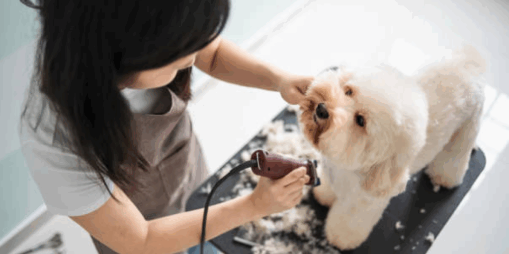 Summer Grooming for Dogs