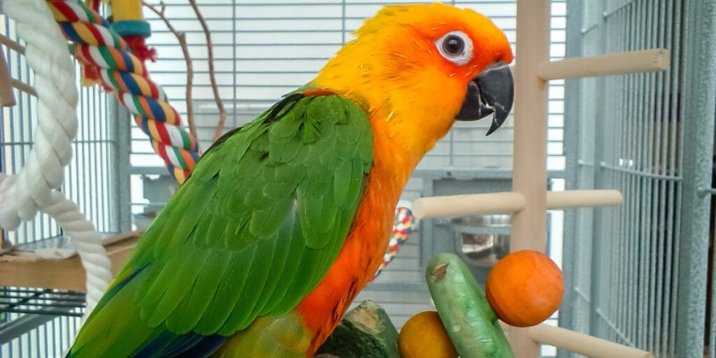bird grooming