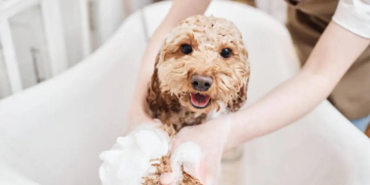 Do’s and Don’ts Before Taking Your Dog to a Groomer: What You Need to Know