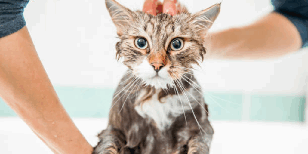 What’s Included in a Full Cat Grooming Session
