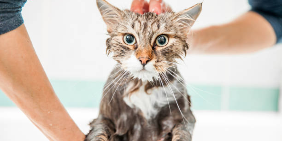 What’s Included in a Full Cat Grooming Session