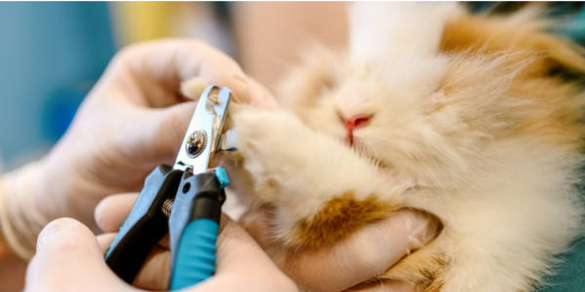 How Grooming Helps Reduce Flystrike Risk in Rabbits