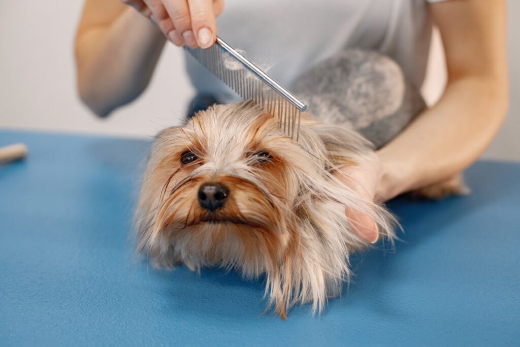 Pet Grooming Mistakes to Avoid