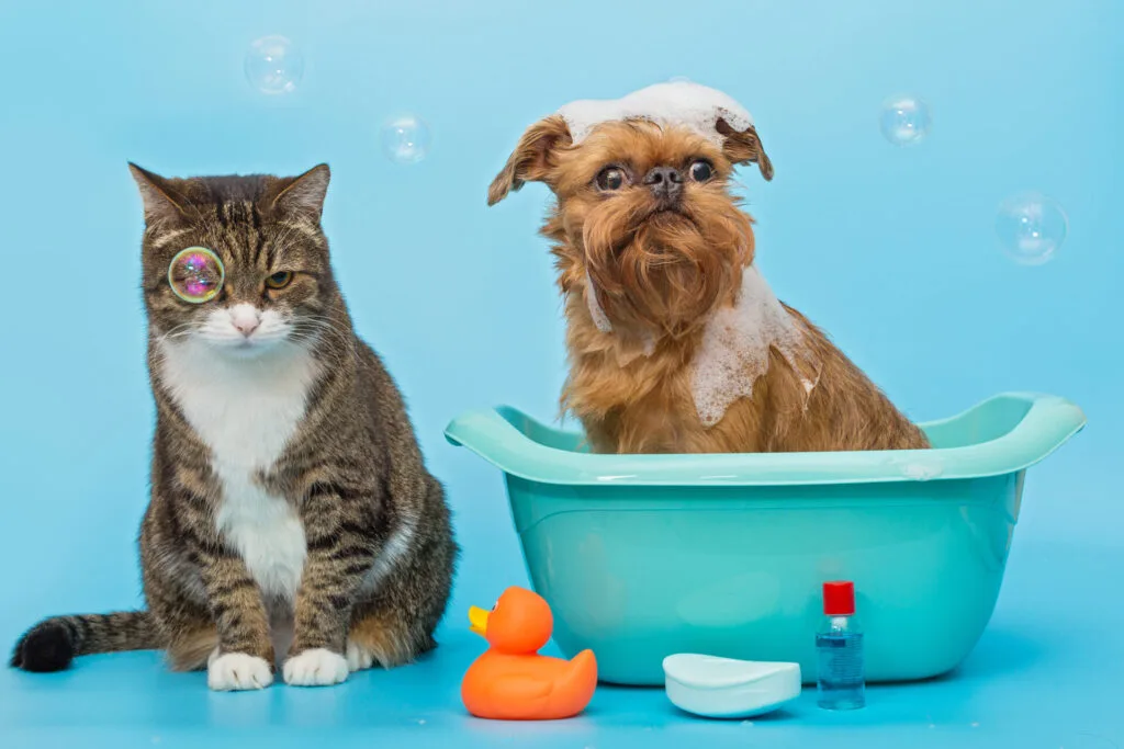 Cat vs Dog Grooming