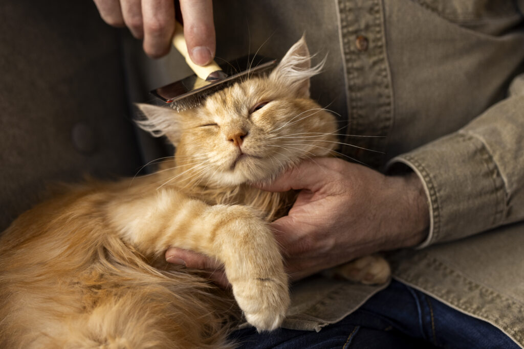 Cat Grooming at Home