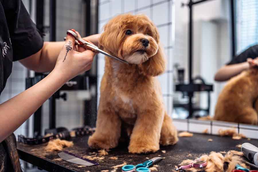 Dog Grooming Tips
