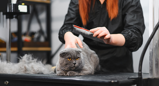 Senior Pet Grooming