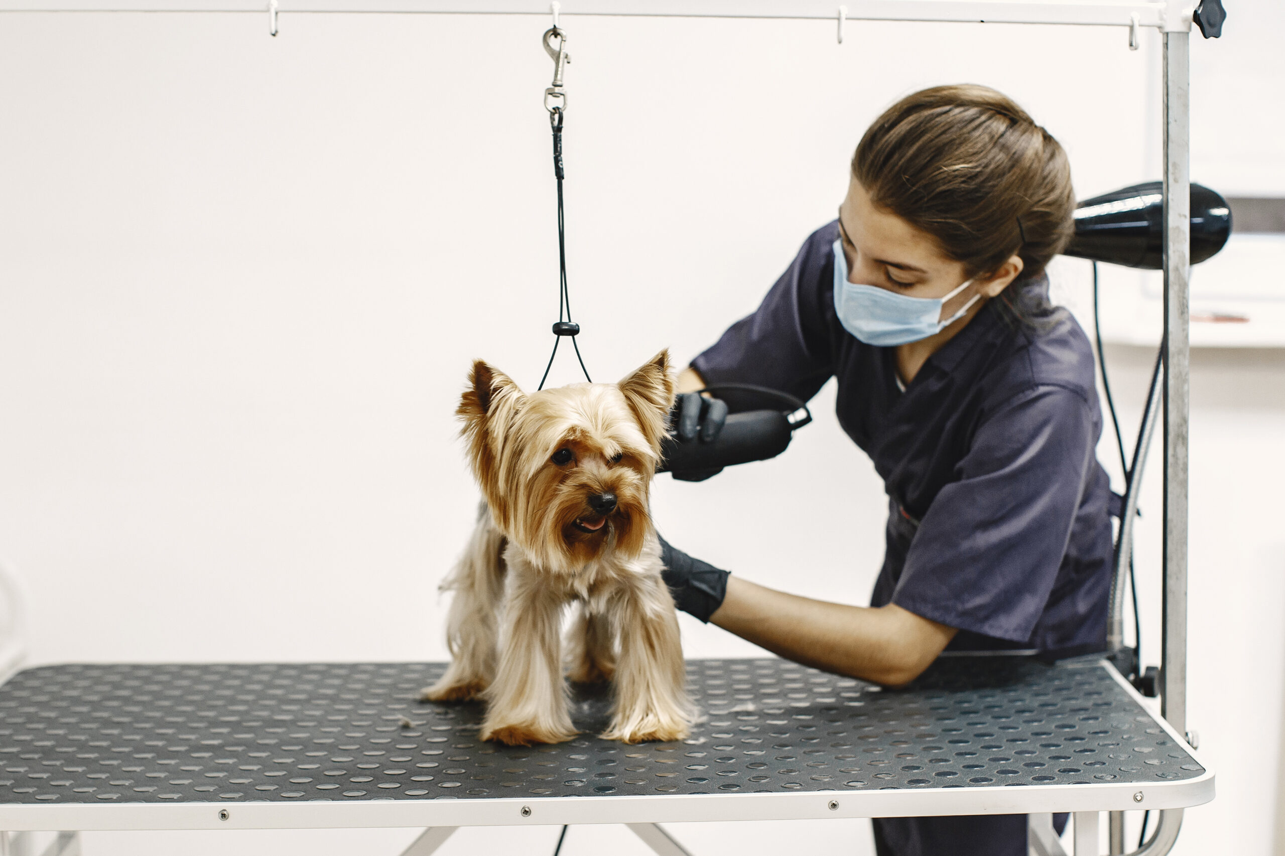 Professional Pet Grooming Dubai