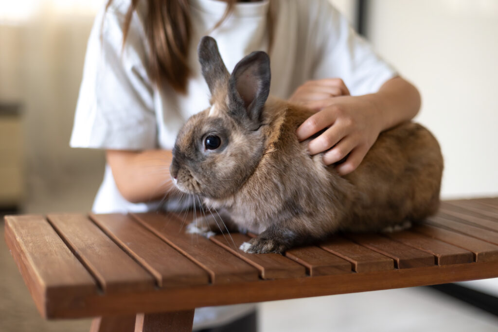Mobile Rabbit Groomer