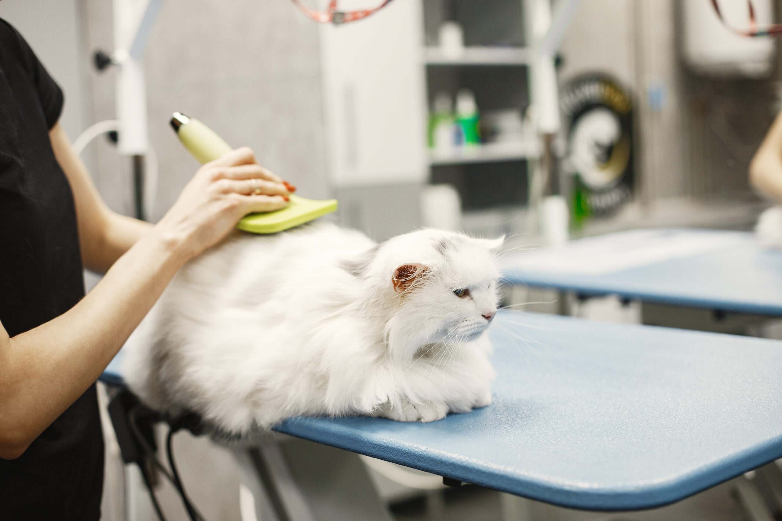 Professional Cat Grooming Dubai