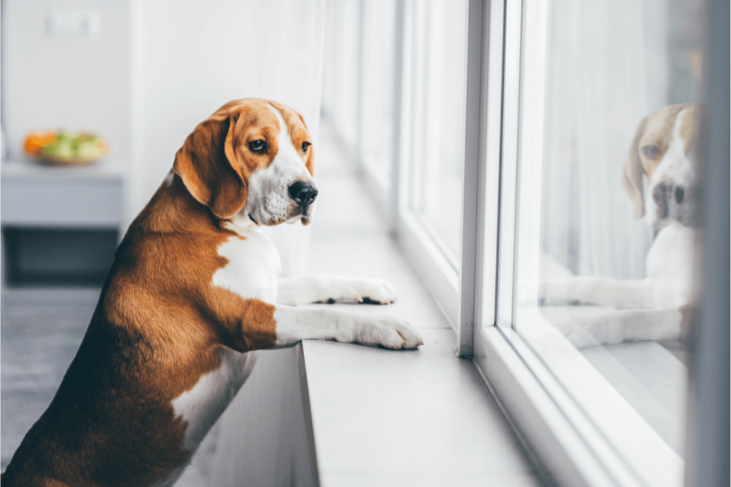 Separation Anxiety in Dogs and Cats