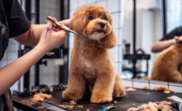 Dog Grooming Tips