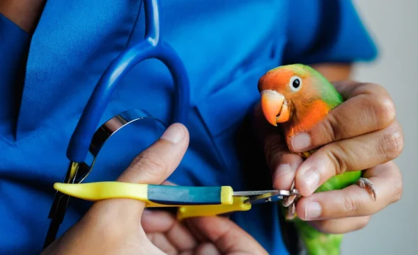 Professional Bird Grooming