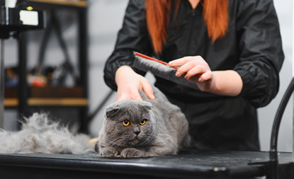 Senior Pet Grooming