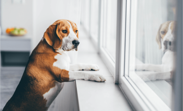 Separation Anxiety in Dogs and Cats